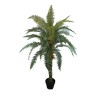 Boston Fern Plant - 150 cm