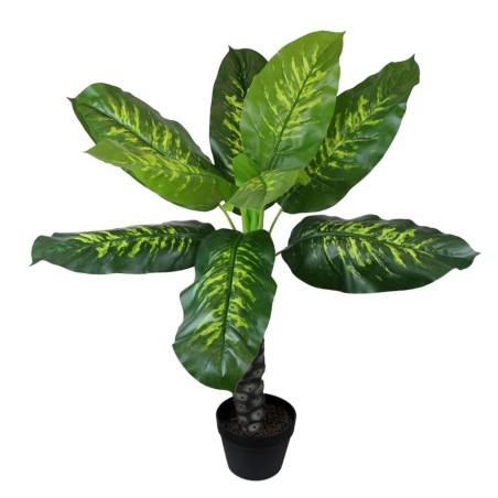 Planta Dieffenbachia