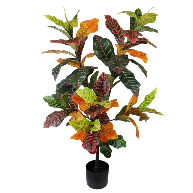 Croton Plant - 110 cm