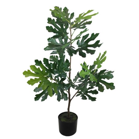 Fig Plant - 89 cm