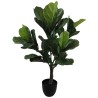 Ficus Plant - 66 cm