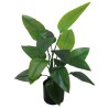 Esterlizia Plant - 70 cm