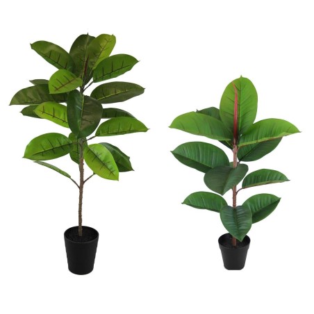 Planta Ficus Elastica