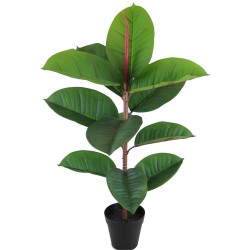 Ficus Elastica Plant