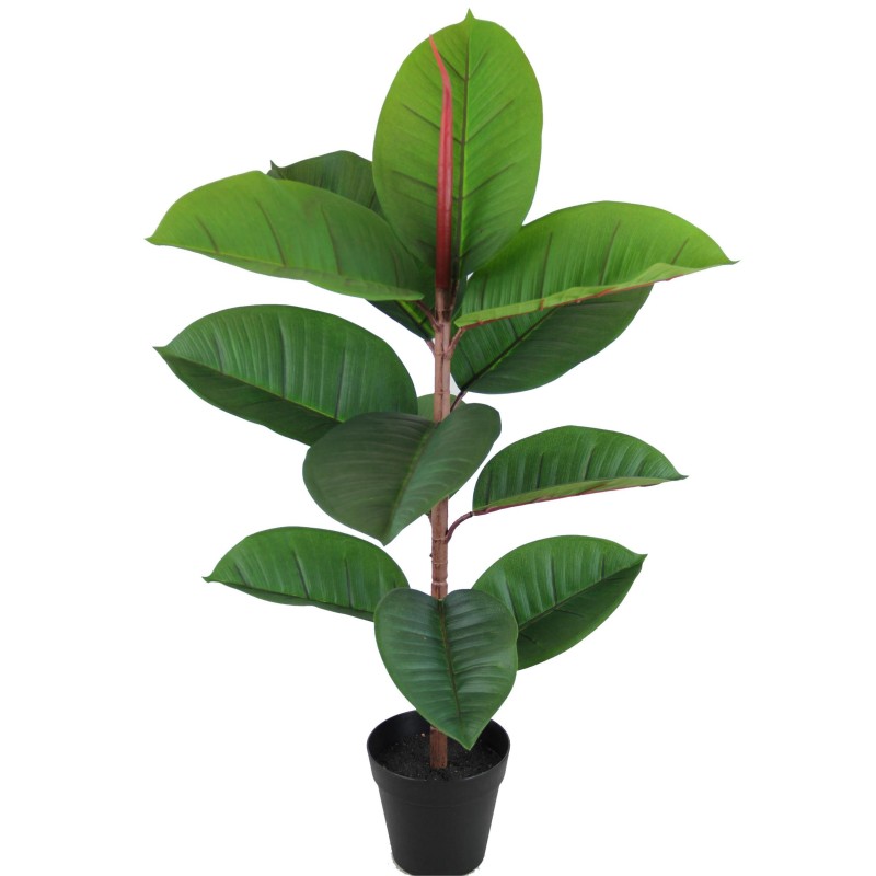 Planta Ficus Elastica