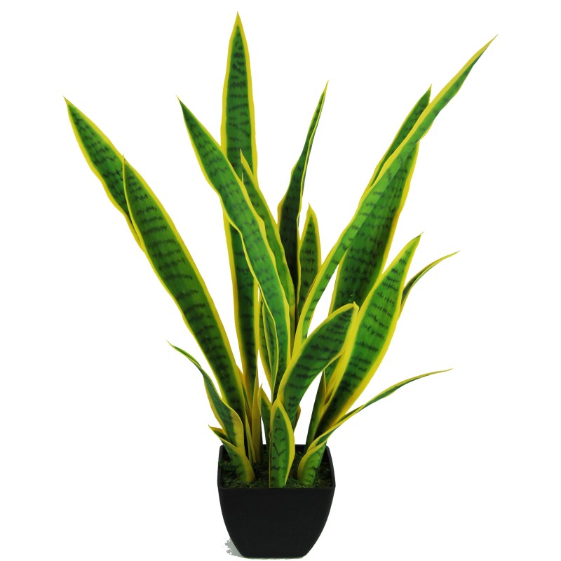 Planta Snake con Macetero - 90 cm