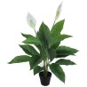 Spathiphyllum plant with pot - 80 cm