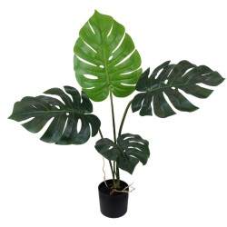 Monstera Plant