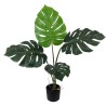 Monstera Plant