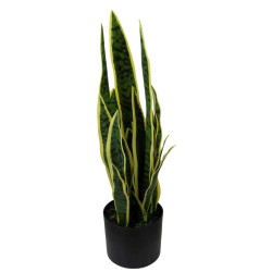 Sansiviera Plant - 64 cm