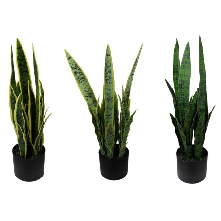 Sansiviera Plant - 64 cm