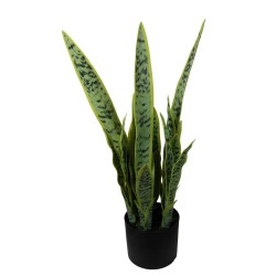 Sansiviera Plant - 64 cm