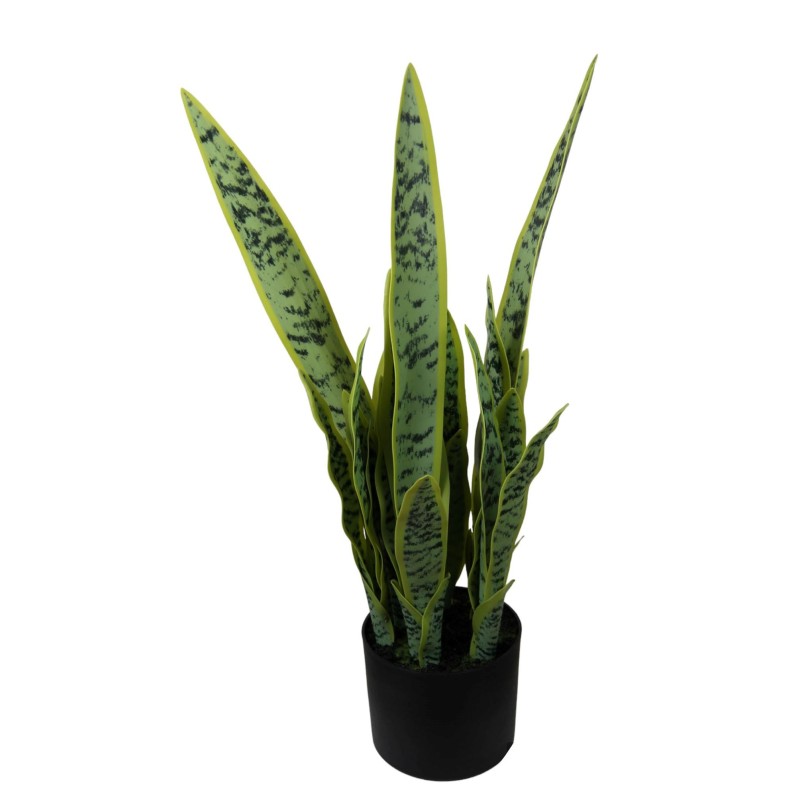 Sansiviera Plant - 64 cm