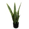 Sansiviera Plant - 64 cm