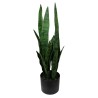 Planta Sansiviera - 64 cm