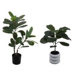 Elastic Ficus Plant