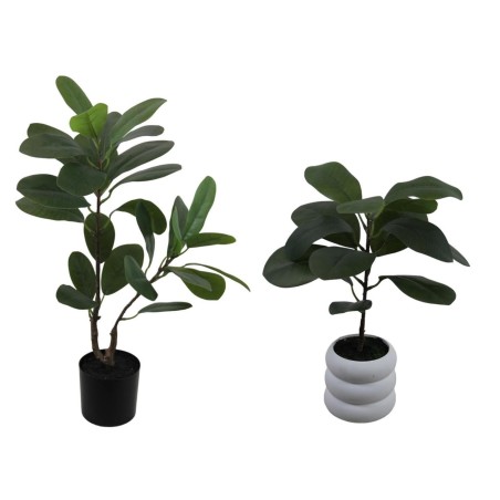 Elastic Ficus Plant