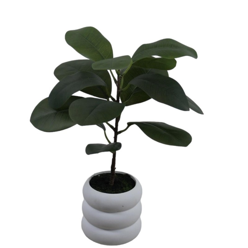 Elastic Ficus Plant