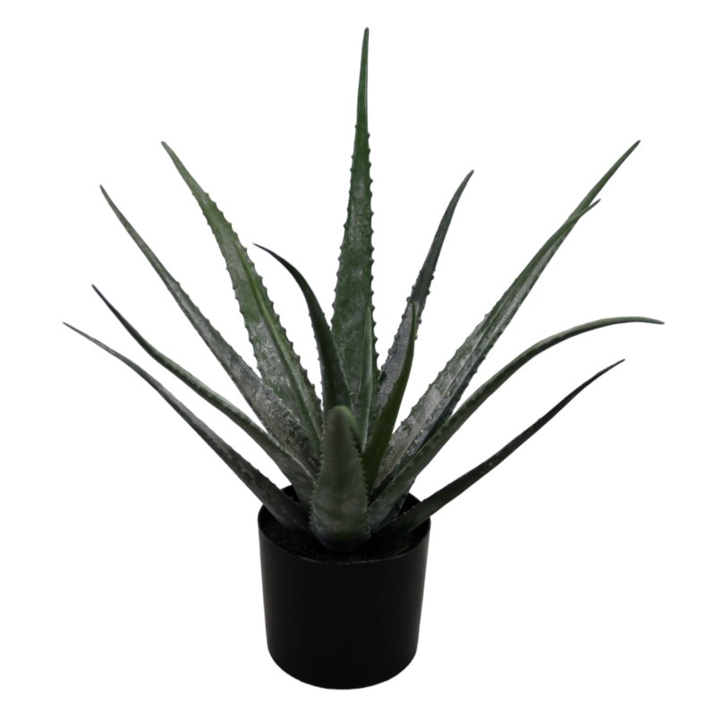 Aloe Vera Plant