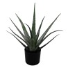 Planta Aloe Vera