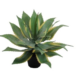 American Agave Plant (Pita) - 50 cm