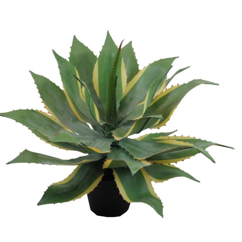 Planta Agave Americano (Pita) - 50 cm