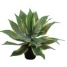 American Agave Plant (Pita) - 50 cm