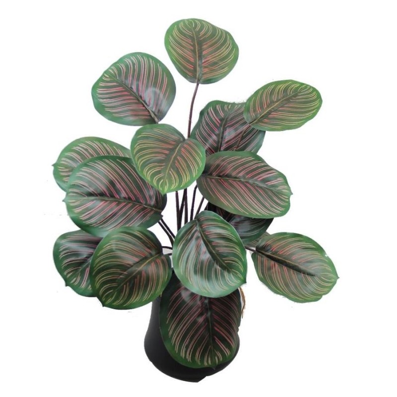 Planta Arrowoot con Macetero - 45 cm