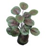 Arrowoot Plant with Pot - 45 cm