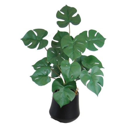 Mostera Plant with Pot - 45 cm