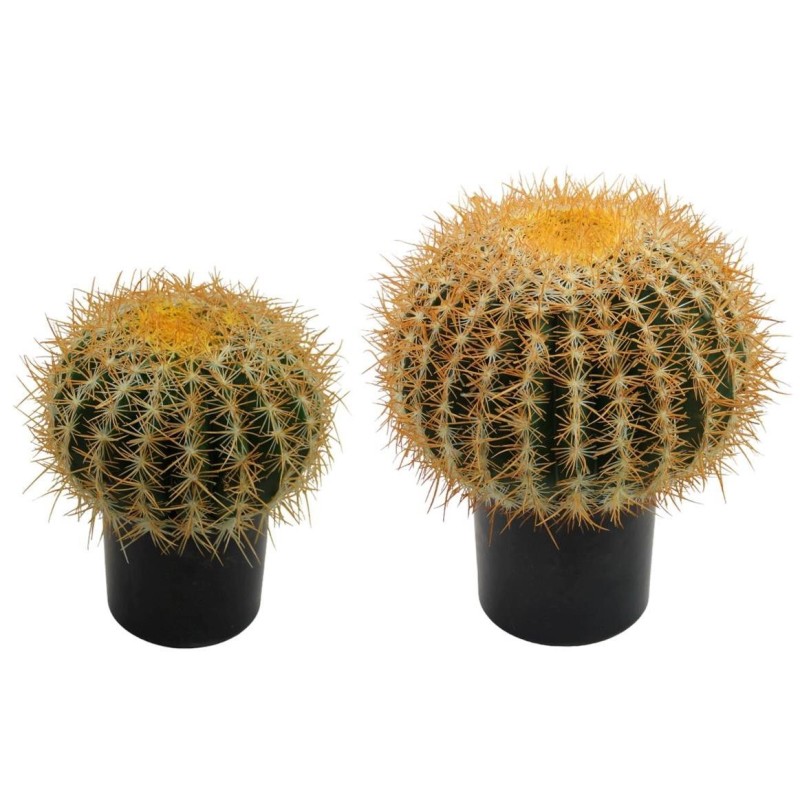 Cactus Plant