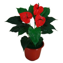 Planta de Anthuriums sin Macetero - 50 cm