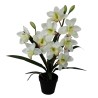 Maceta Orquideas - 57 cm