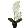 Maceta de Orquídeas - 48 cm