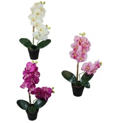 Maceta de Orquídeas - 48 cm