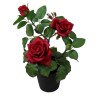 Pitimini Rose Pot - 30 cm