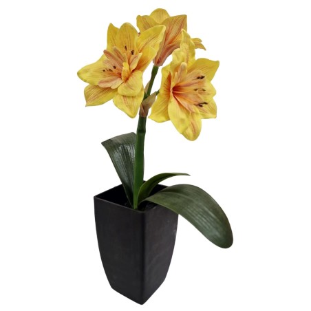 Amaryllis plant with pot - 47 cm