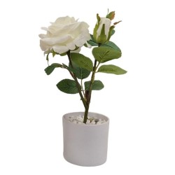 Rose Plant x 2 with pot - 30 cm