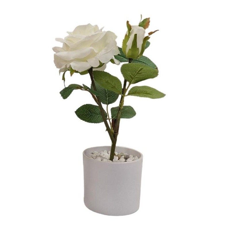 Rose Plant x 2 with pot - 30 cm