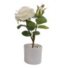 Rose Plant x 2 with pot - 30 cm