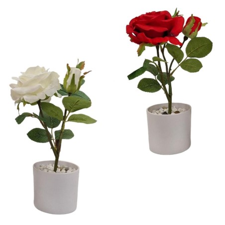 Rose Plant x 2 with pot - 30 cm