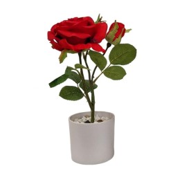 Rose Plant x 2 with pot - 30 cm