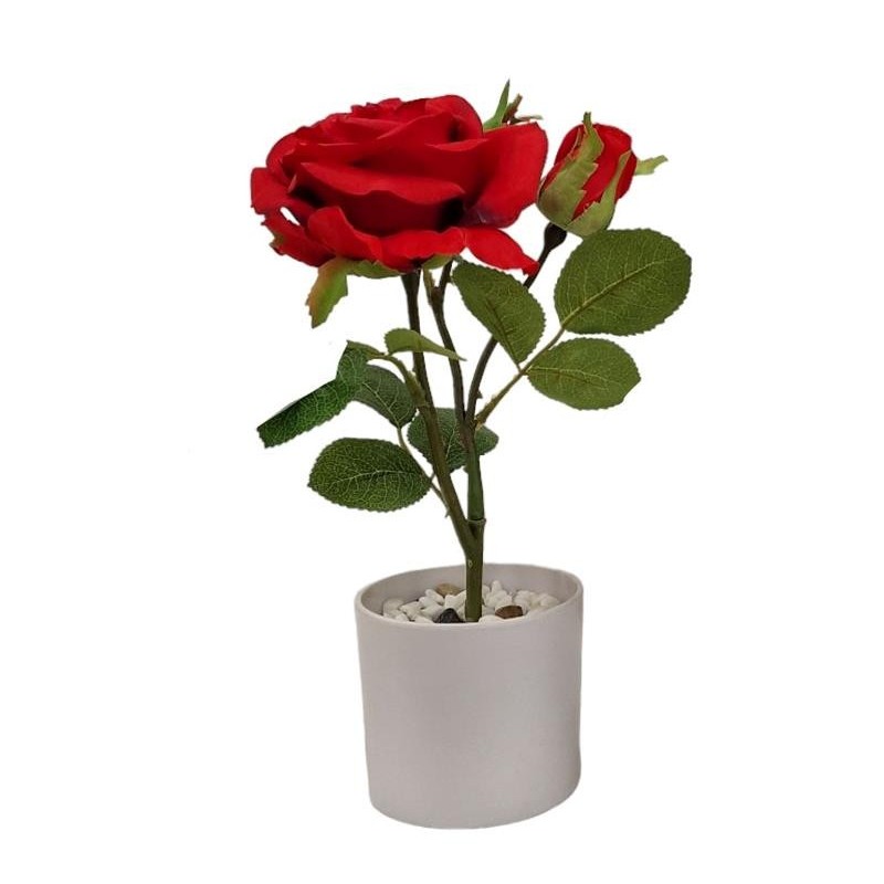 Rose Plant x 2 with pot - 30 cm