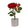 Rose Plant x 2 with pot - 30 cm