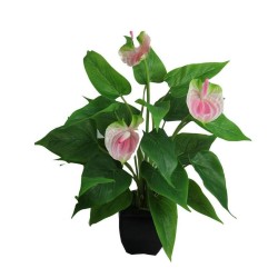 Anthuriums pot - 42 cm