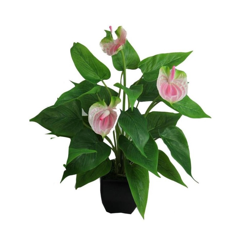 Anthuriums pot - 42 cm