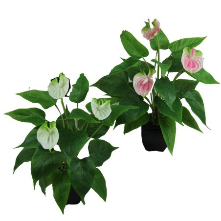 Anthuriums pot - 42 cm