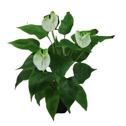 Anthuriums pot - 42 cm