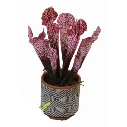 Planta Sarracenia con macetero - 26 cm