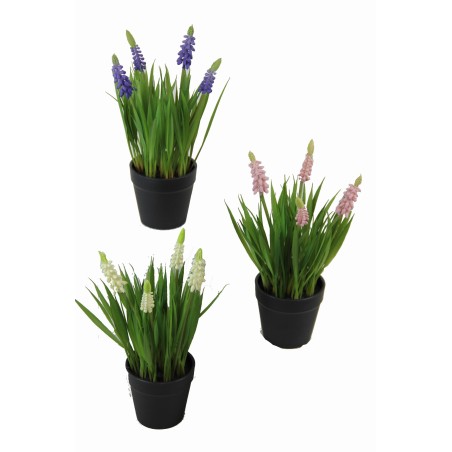 Hyacinth Plant - 25 cm